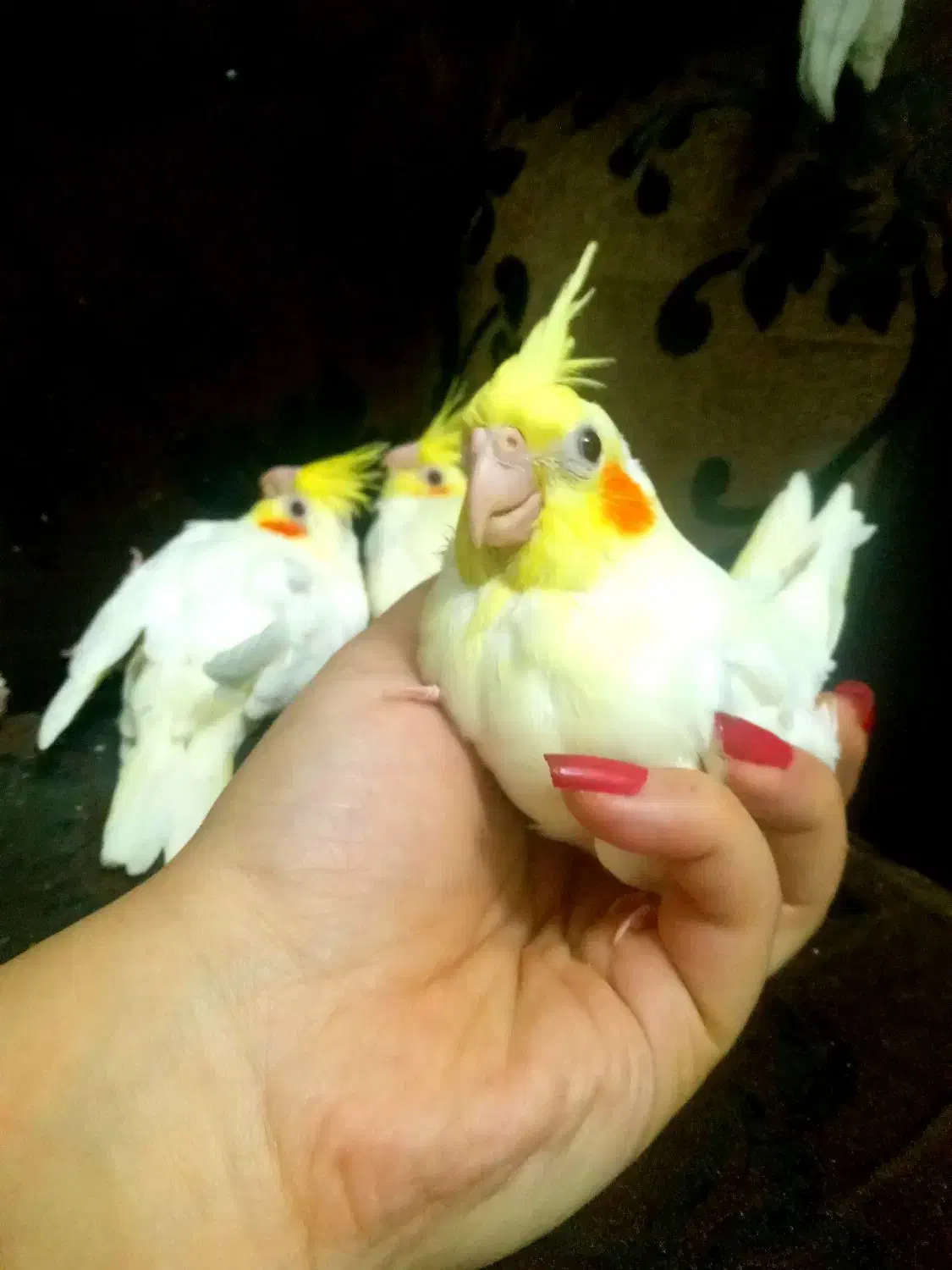 ۸عددجوجه سرلاکی ودون خوربزرگ شده با بهترین شرایط|پرنده|آمل, |دیوار