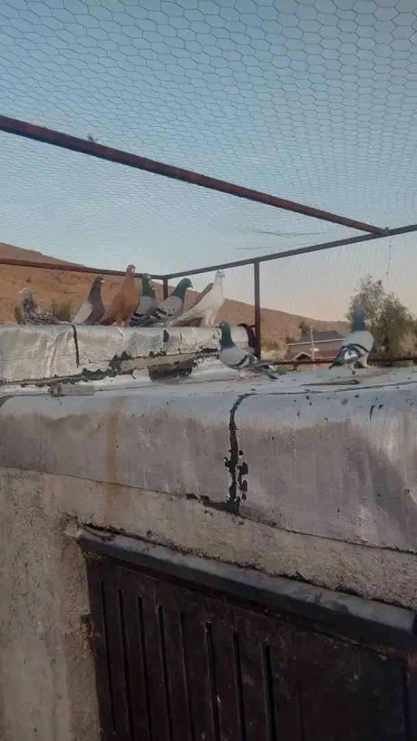 کبوتر شب بازی|پرنده|شیراز, تندگویان|دیوار