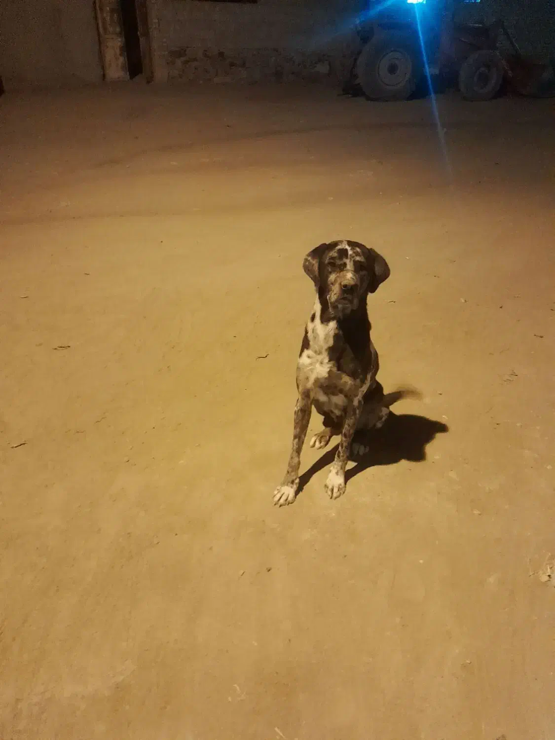 سگ گریت دین|سگ|جلگه رخ, |دیوار