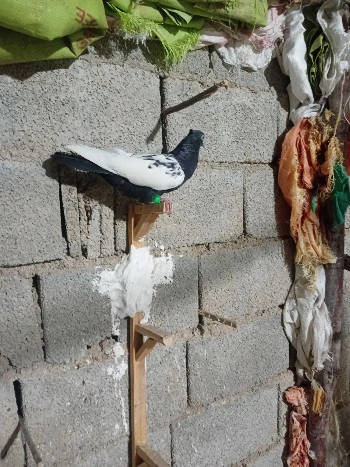 کبوتر سینه ای|پرنده|اهرم, |دیوار