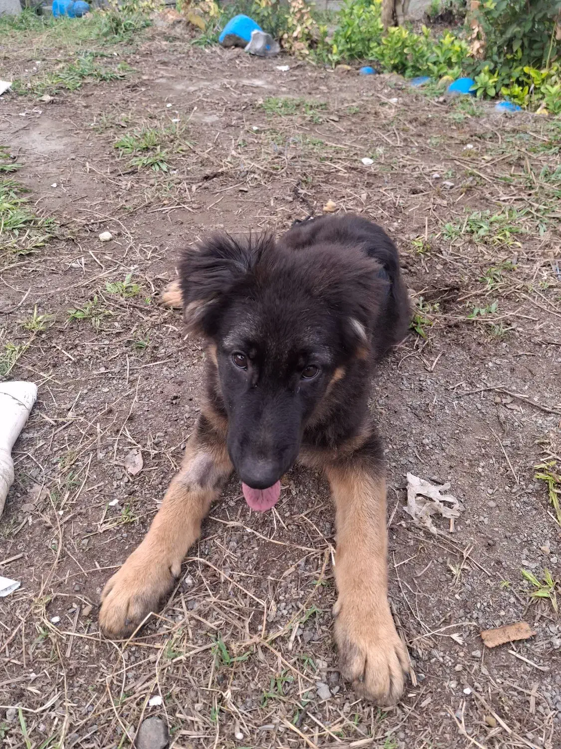 سگ ژرمن|سگ|اردبیل, |دیوار