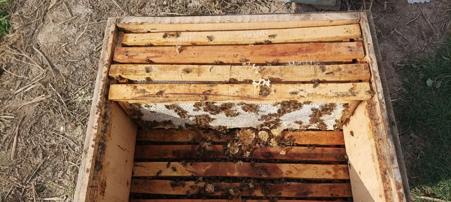 فروش عسل شان به صورت عمده و خرده..|خوردنی و آشامیدنی|مشگین شهر, |دیوار