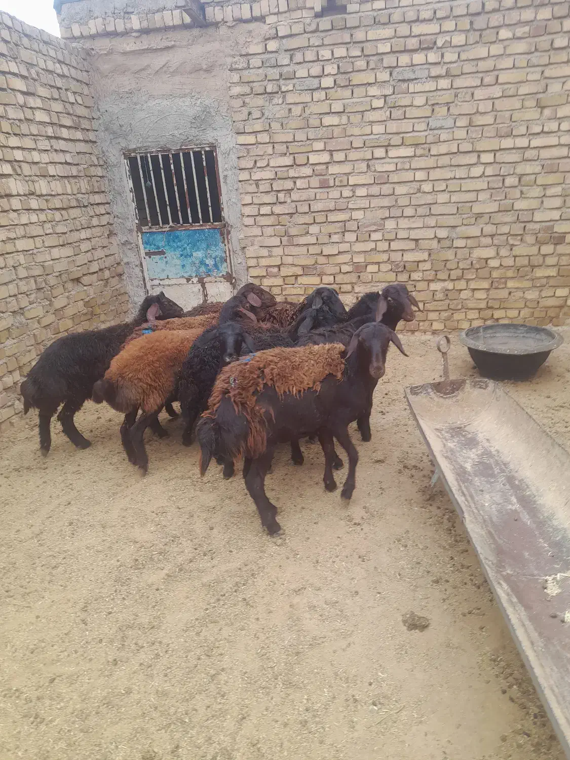 دوستان ۵تاشیشک ماده وبره نرفروشی|حیوانات مزرعه|نیشابور, بکاول|دیوار