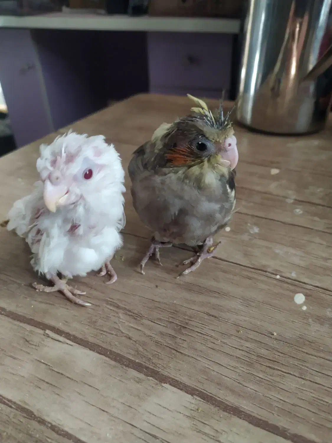 عروس طوسی ابلغ سرلاکی|پرنده|تبریز, |دیوار