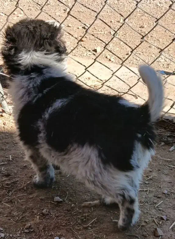 توله قدرجونی|سگ|خرمآباد, |دیوار