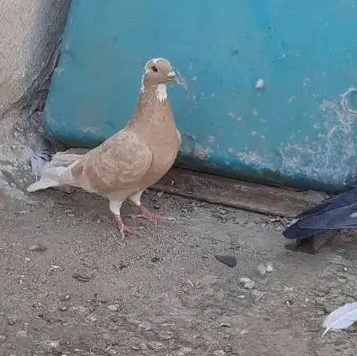 کبوتر ماده|پرنده|اهواز, فاز ۱ پادادشهر|دیوار