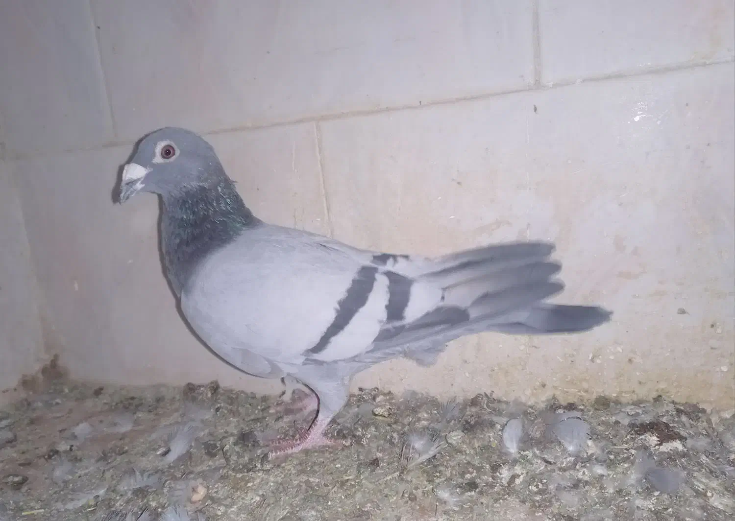 کبوتر|پرنده|مسجد سلیمان, |دیوار