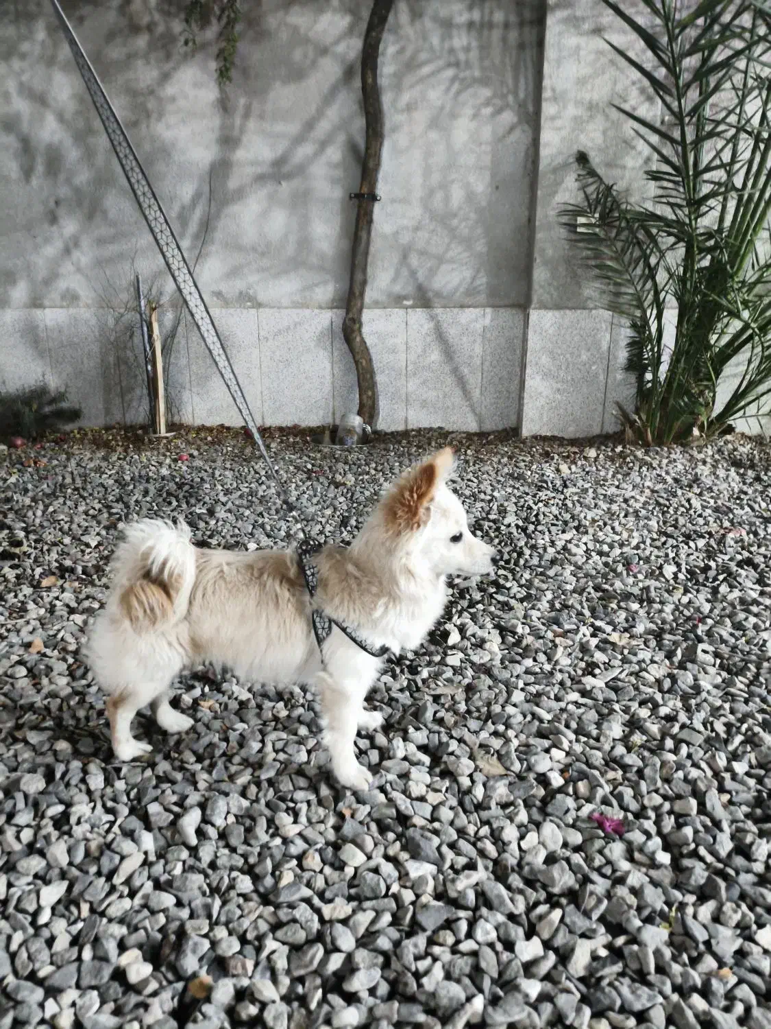 پامر|سگ|خلیل آباد, |دیوار