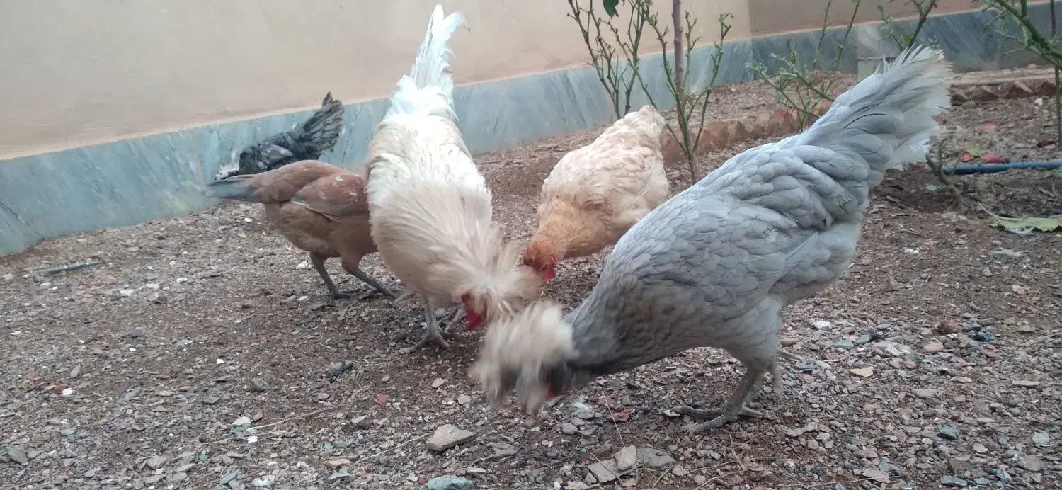 مرغ|حیوانات مزرعه|بیرجند, |دیوار