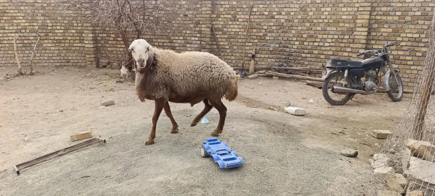 قوچ مغان کله سفید درجه یک|حیوانات مزرعه|دینور, |دیوار