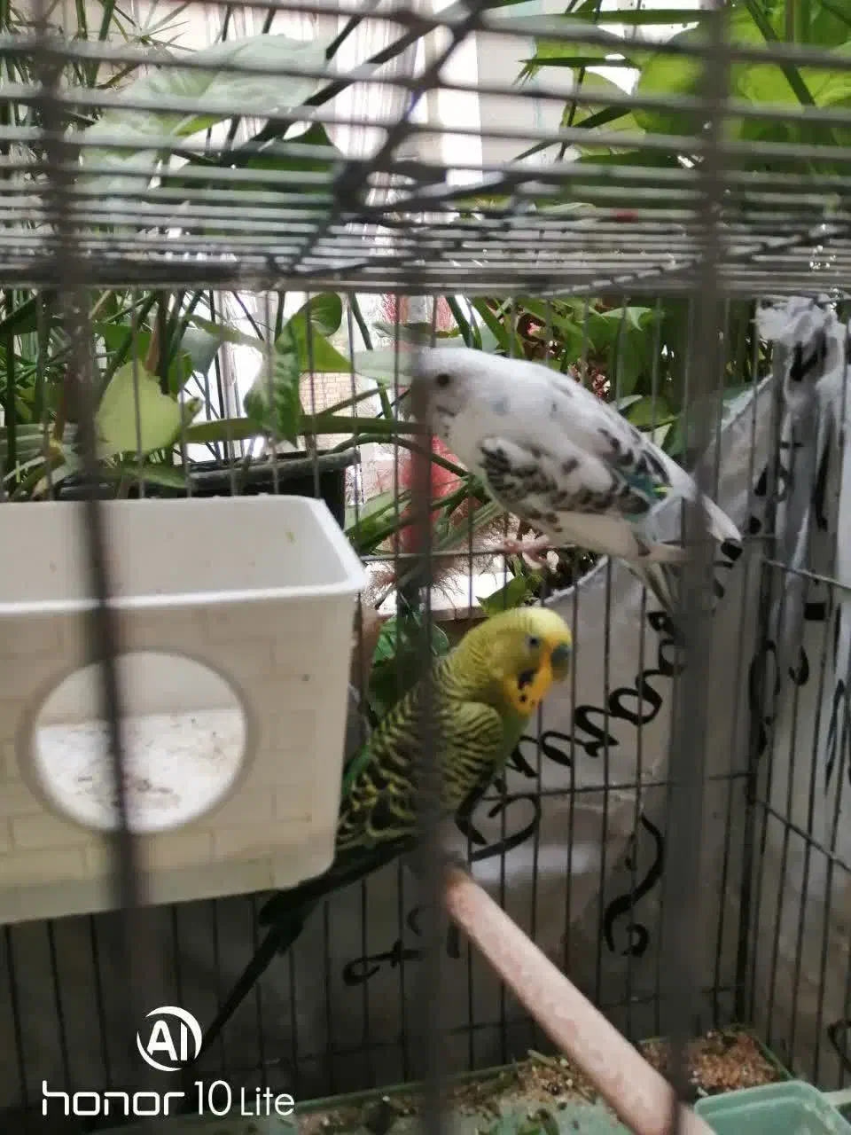 چهار مرغ عشق دررنگهای مختلف|پرنده|شهرضا, |دیوار