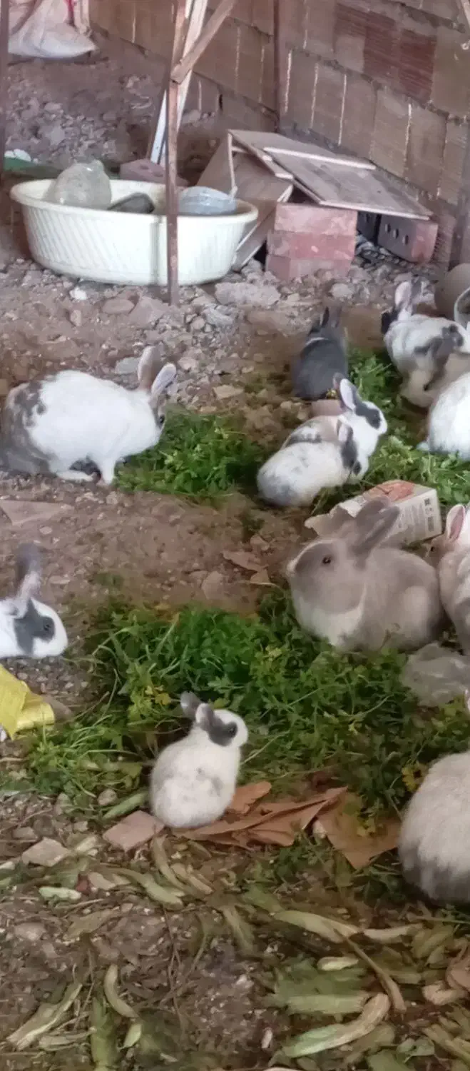 50عدد خرگوش|موش و خرگوش|مهاباد (آذربایجان غربی), |دیوار