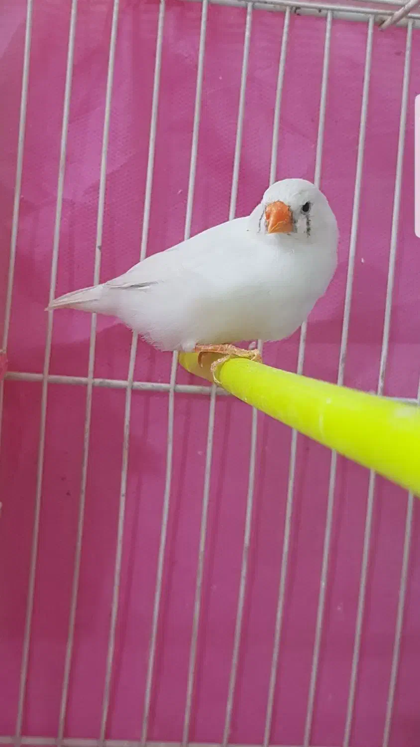 تعدادی فنچ بالغ و جوجه به فروش میرسد|پرنده|مشهد, سمزقند|دیوار