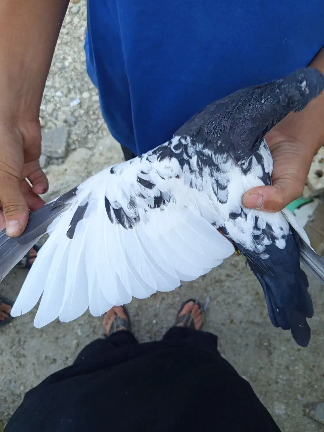 سینه سیاه|پرنده|ارژن, |دیوار