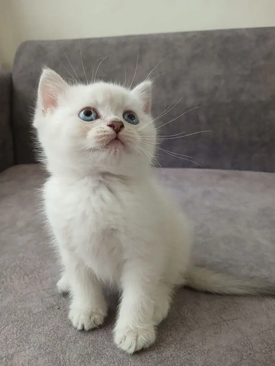 گربه های بریتیش|گربه|تهران, آسمان|دیوار