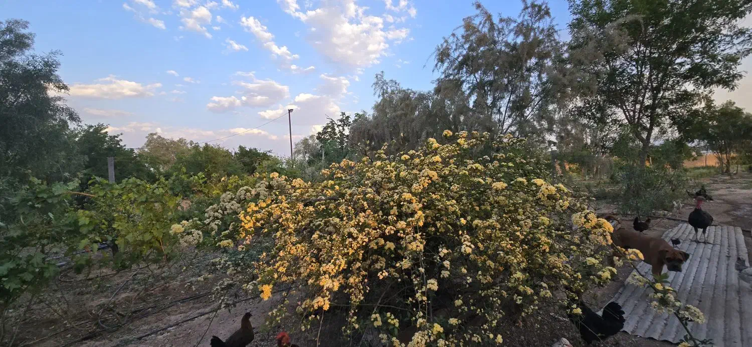 باغ موقعیت اکازیون|فروش دفتر صنعتی، کشاورزی، تجاری|فسا, |دیوار