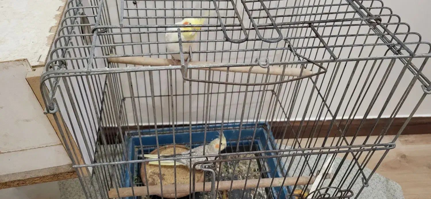 پرنده عروسک هلندی|پرنده|تهران, سردارجنگل|دیوار