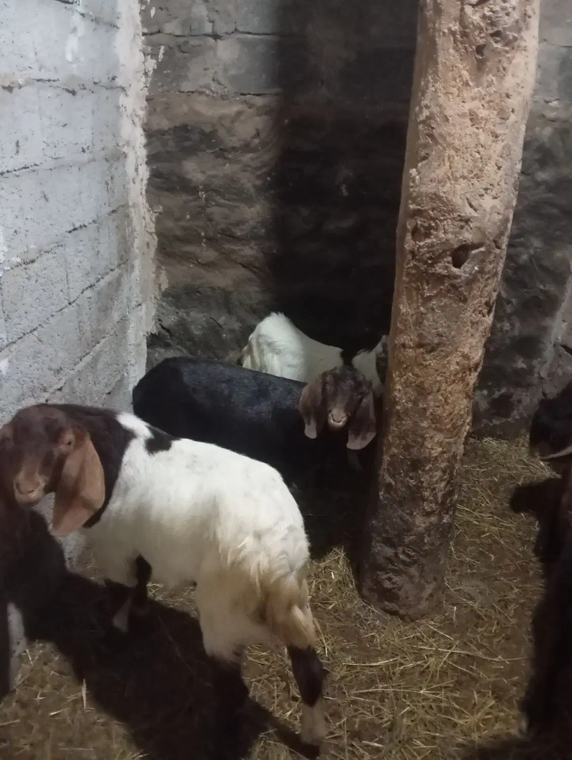 فروش 1 بزغاله نر دامازدغ 2 ماده|حیوانات مزرعه|اردبیل, |دیوار