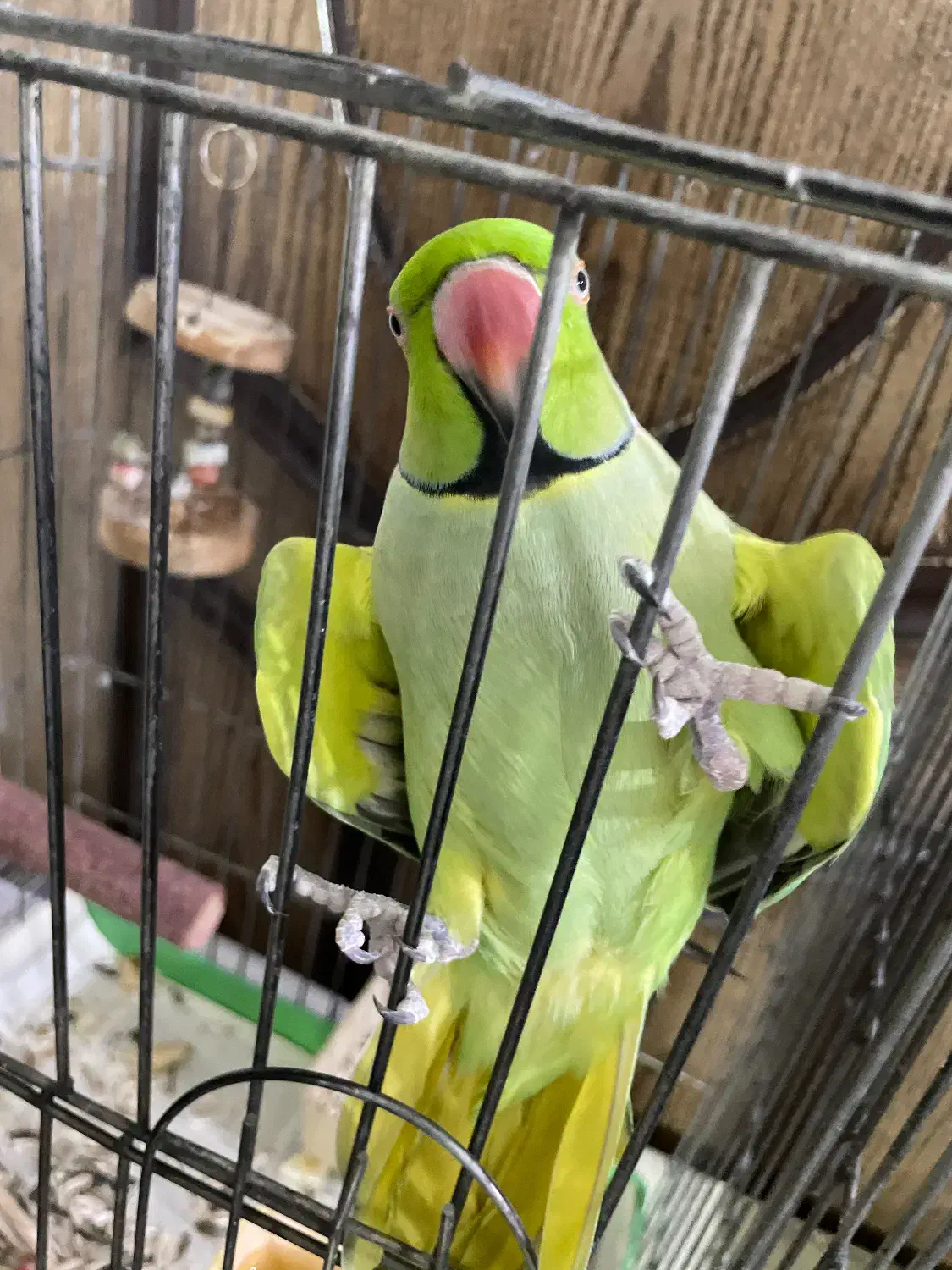 فروش طوطی خانگی سخنگو|پرنده|حمیدیا, |دیوار