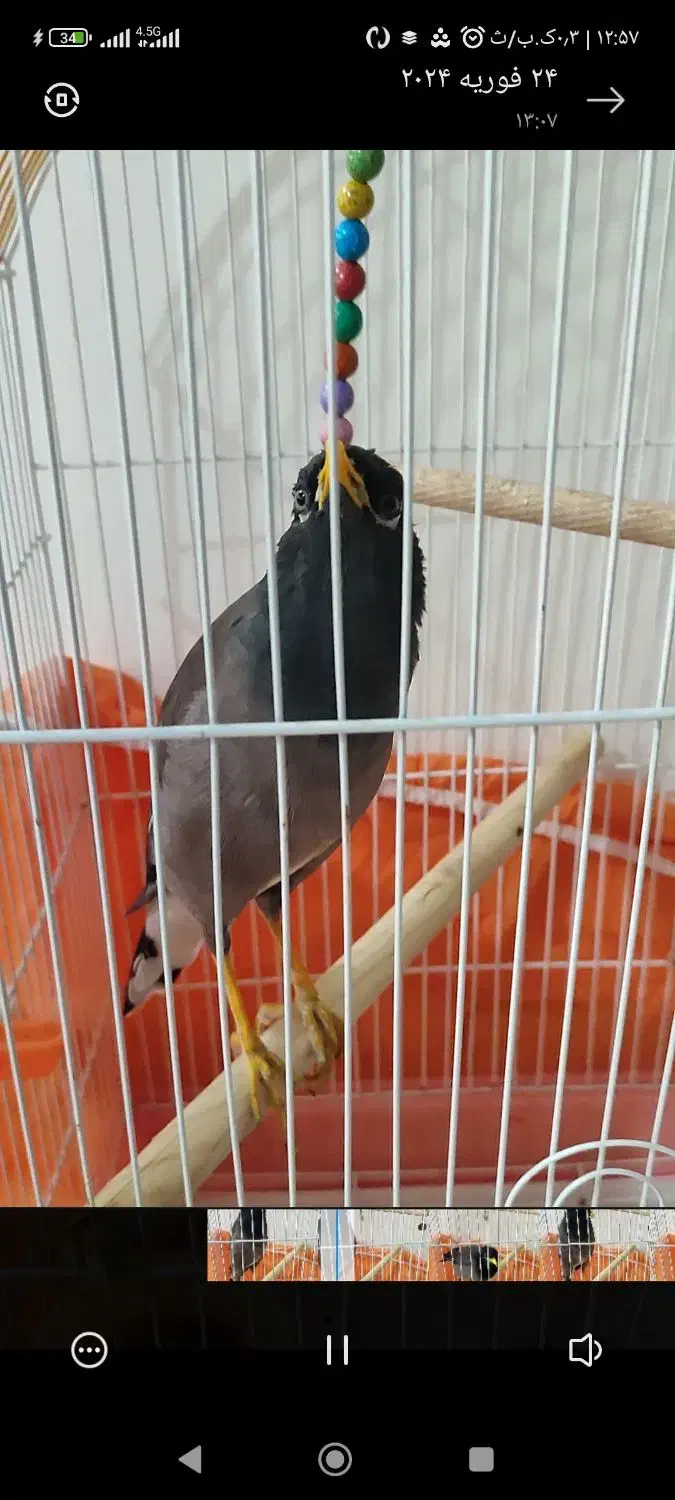 مرغ مینا سخنگو|پرنده|آشخانه, |دیوار