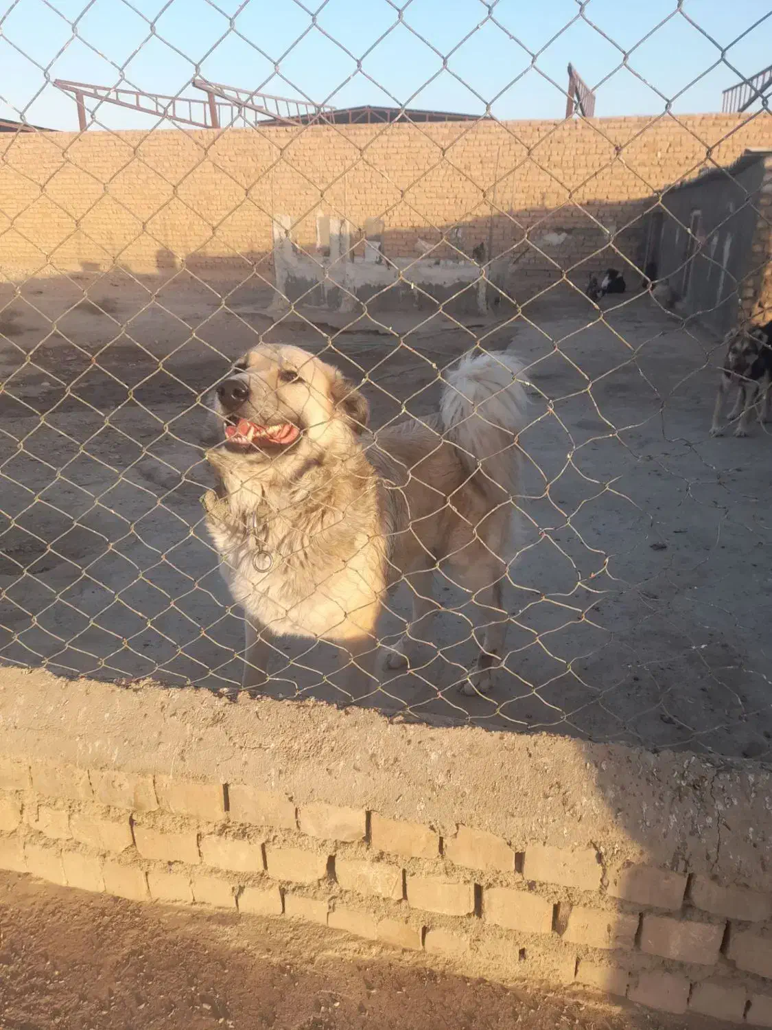 سگ نرسنگسری|سگ|تهران, تجریش|دیوار