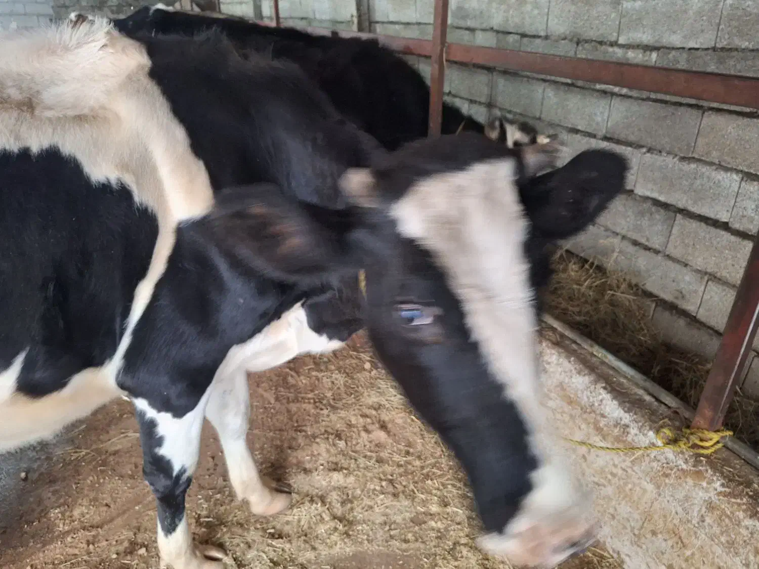 گاو هولشتاین 3ماه حامله|حیوانات مزرعه|چوبر, |دیوار