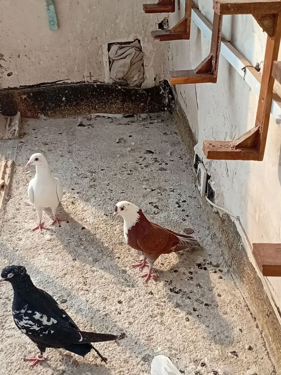 کفترپرشی کلاغ سرخ|پرنده|مشهد, شهید قربانی|دیوار