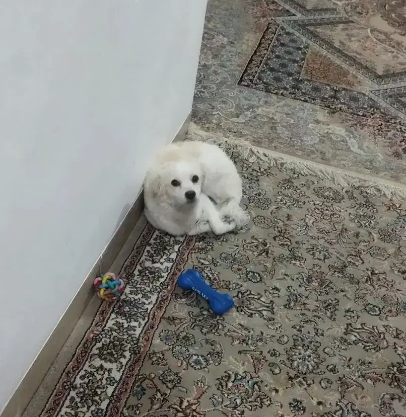 اشپیتز روباهی ۶ماهه شناسنامه دار واکسن خورده|سگ|ارسنجان, |دیوار