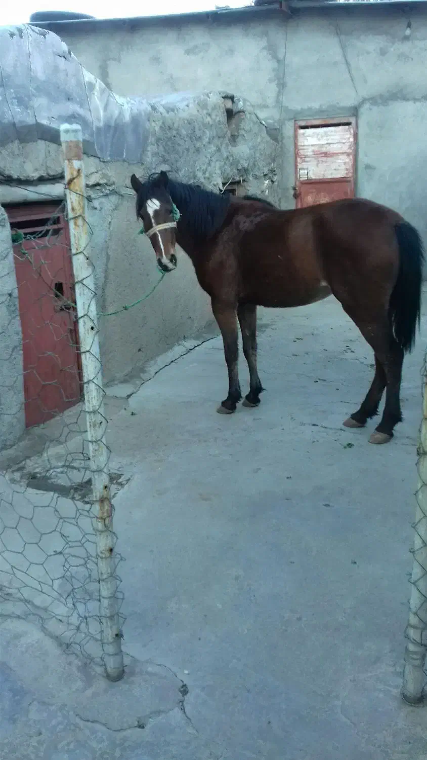 اسب|اسب و تجهیزات اسب‌سواری|بیستون, |دیوار