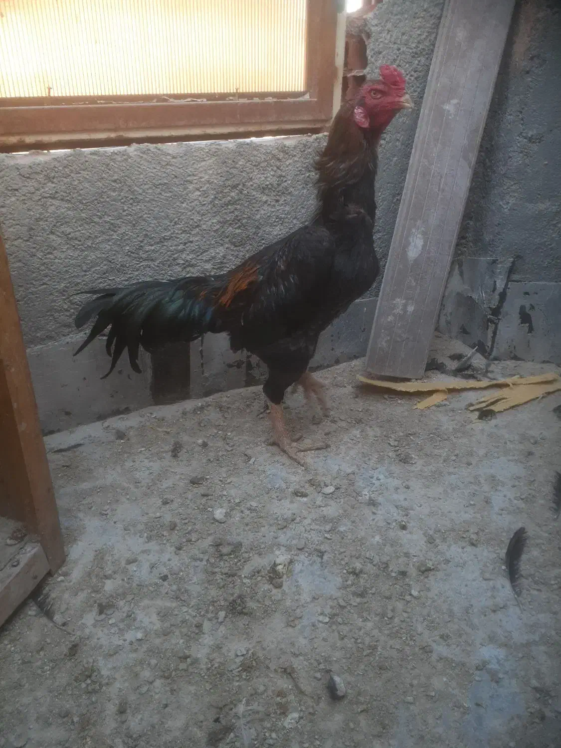 خروس لاری|حیوانات مزرعه|بجنورد, |دیوار