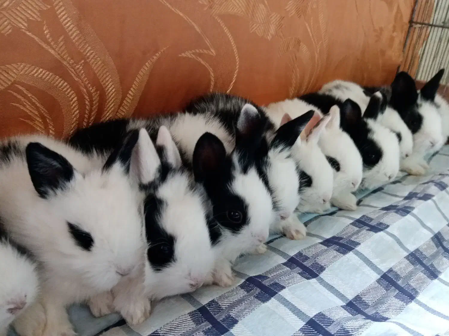 خرگوش کوچولو|موش و خرگوش|وحیدیه, |دیوار