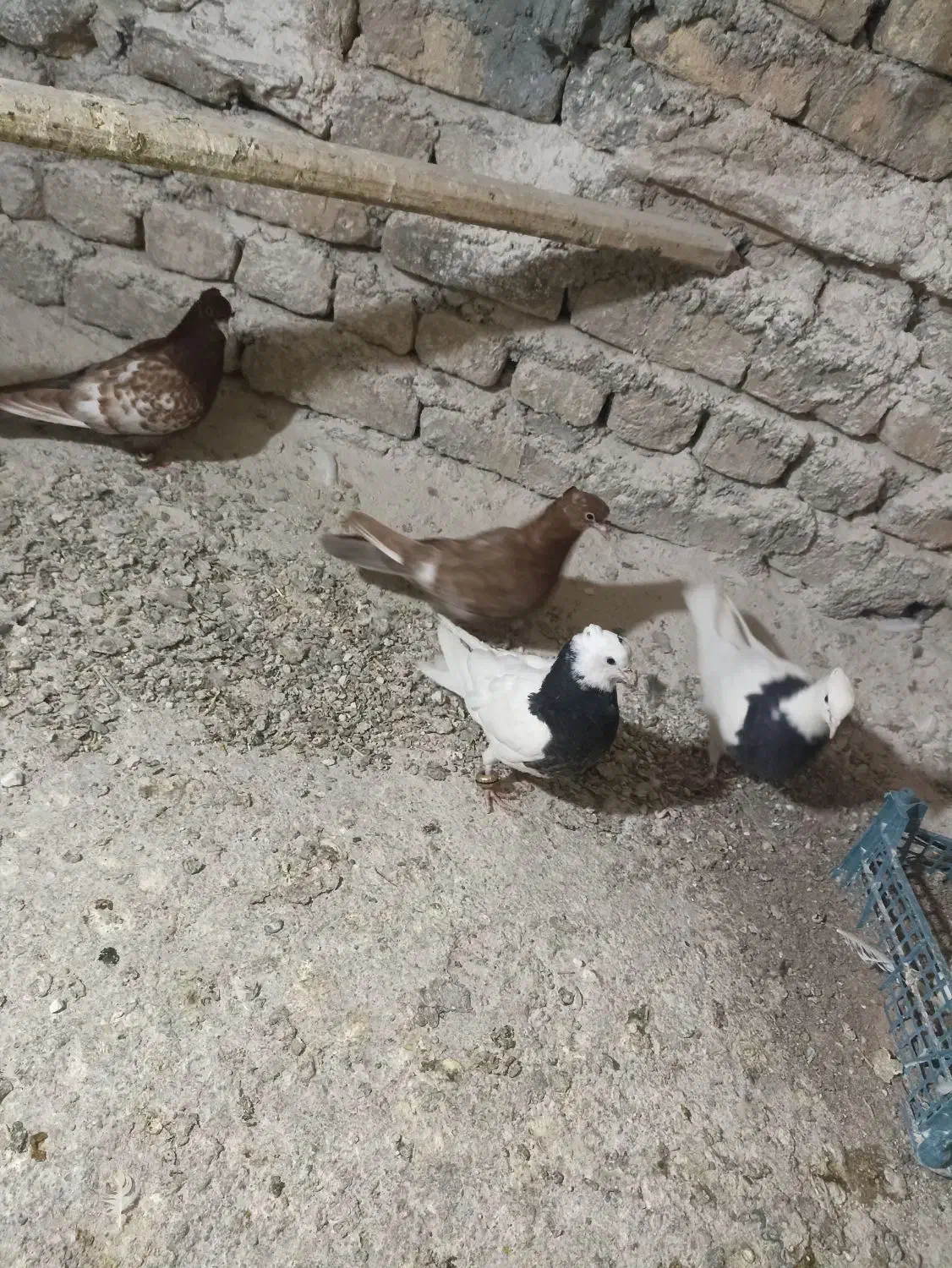 ۴عدد کفتر فروشی|پرنده|فردوس (خراسان), |دیوار