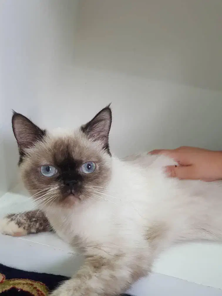 گربه نژاد سیامی|گربه|بندرعباس, |دیوار