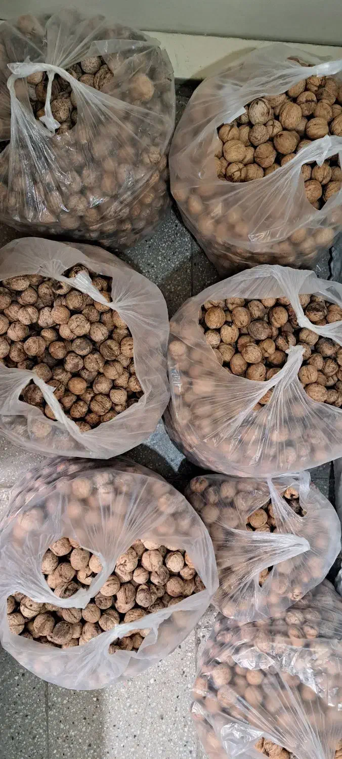 گردو|خوردنی و آشامیدنی|تهران, آهنگ|دیوار