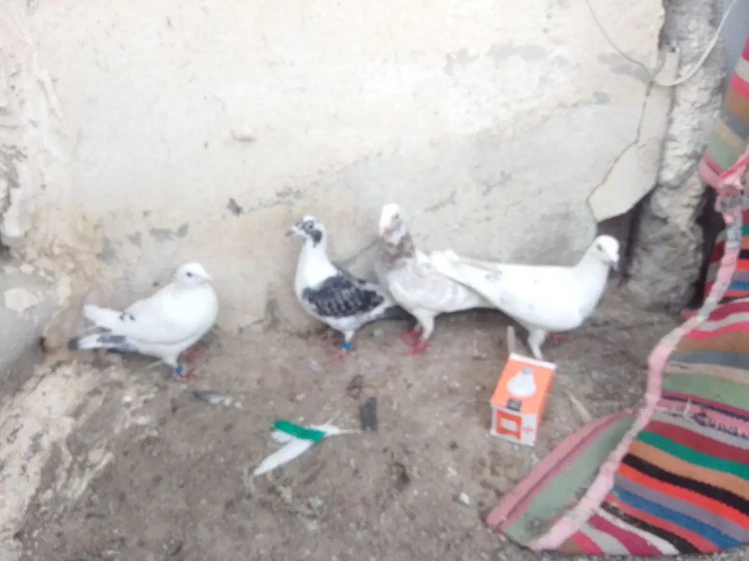 4عدد دوبر|پرنده|اردبیل, |دیوار