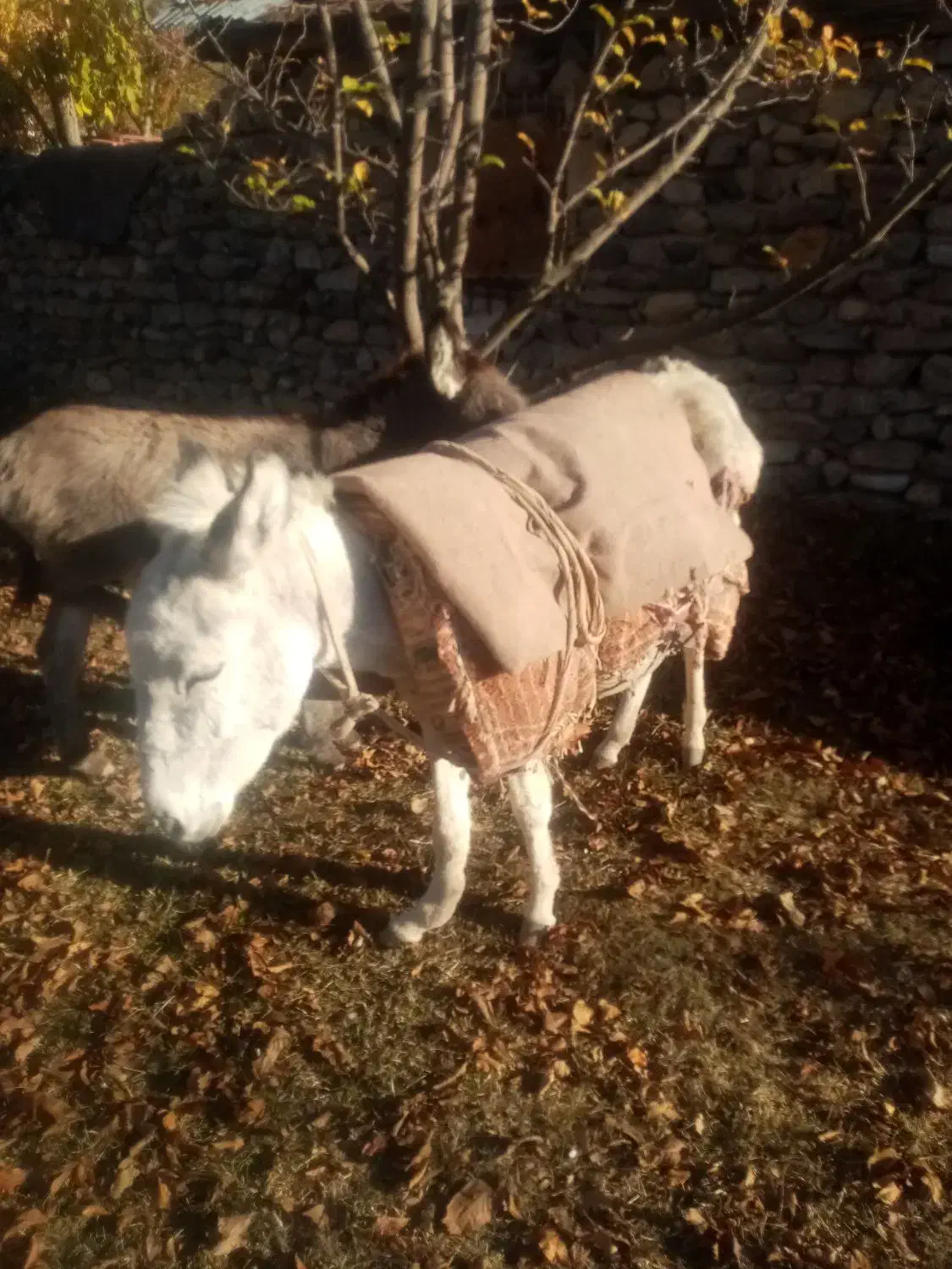 یک عدد 1الاغ ماده|حیوانات مزرعه|سمنان, |دیوار