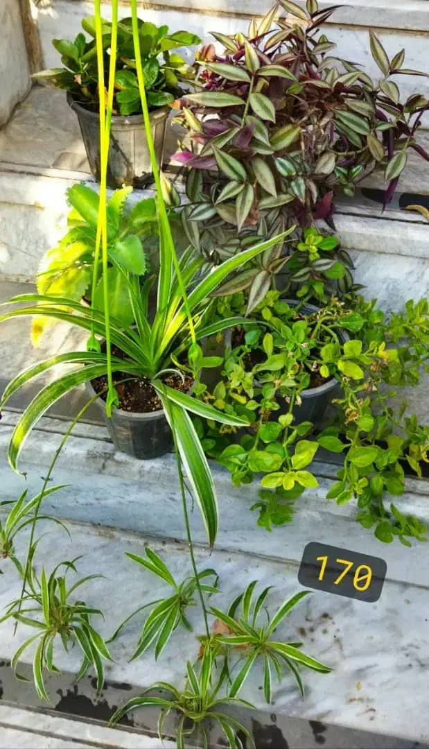 فروش حضوری گل‌های خانگی|گل و گیاه طبیعی|کرج, شهرک بهداری|دیوار