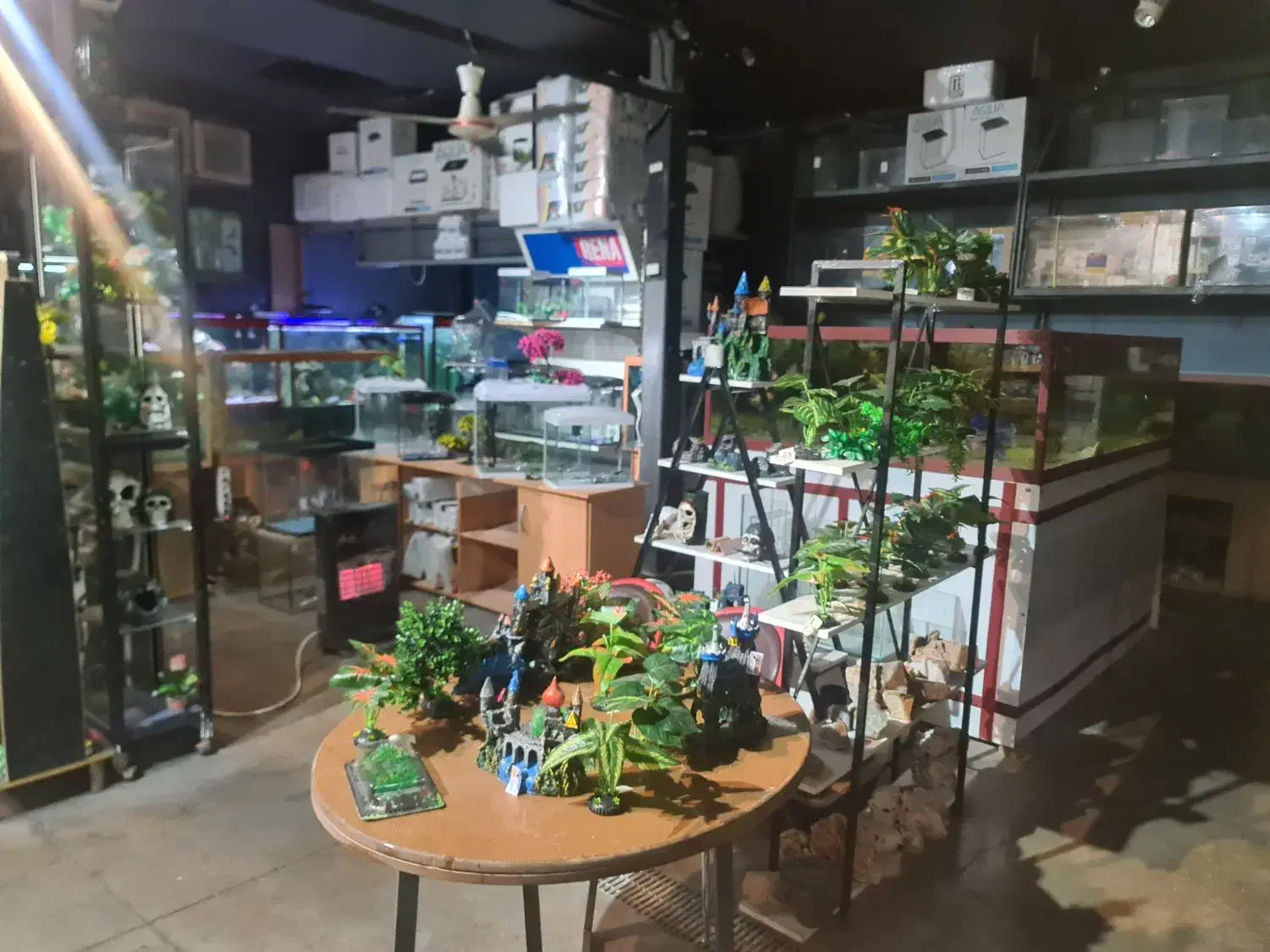 اکواریوم ماهی اب شور دیسکس ابشور انجل گوپی|ماهی|شیراز, گود عربان|دیوار