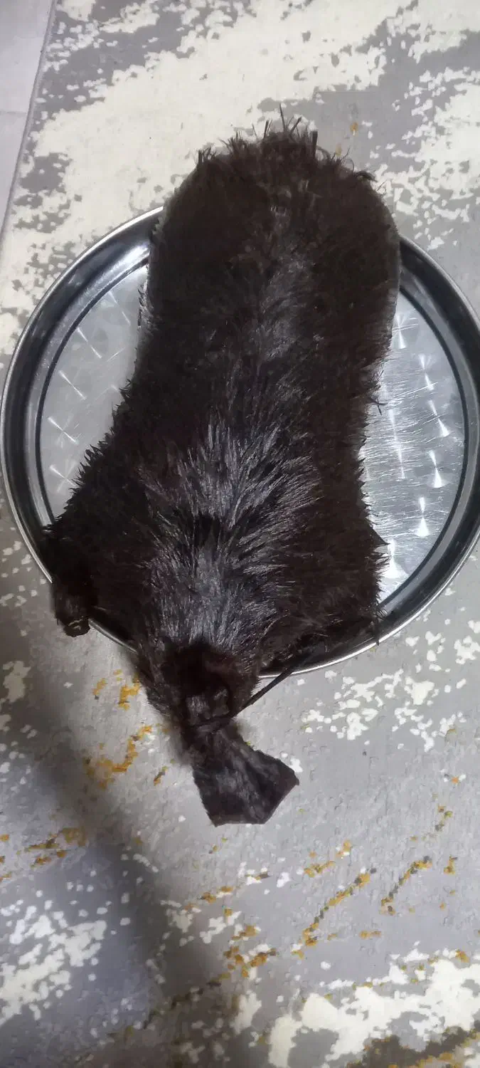 خیگ نگهدارنده روغن|ظروف سرو و پذیرایی|فولادشهر, C3|دیوار