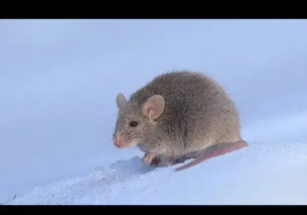 ریشه کنی ساس|خدمات نظافت|کیش, |دیوار