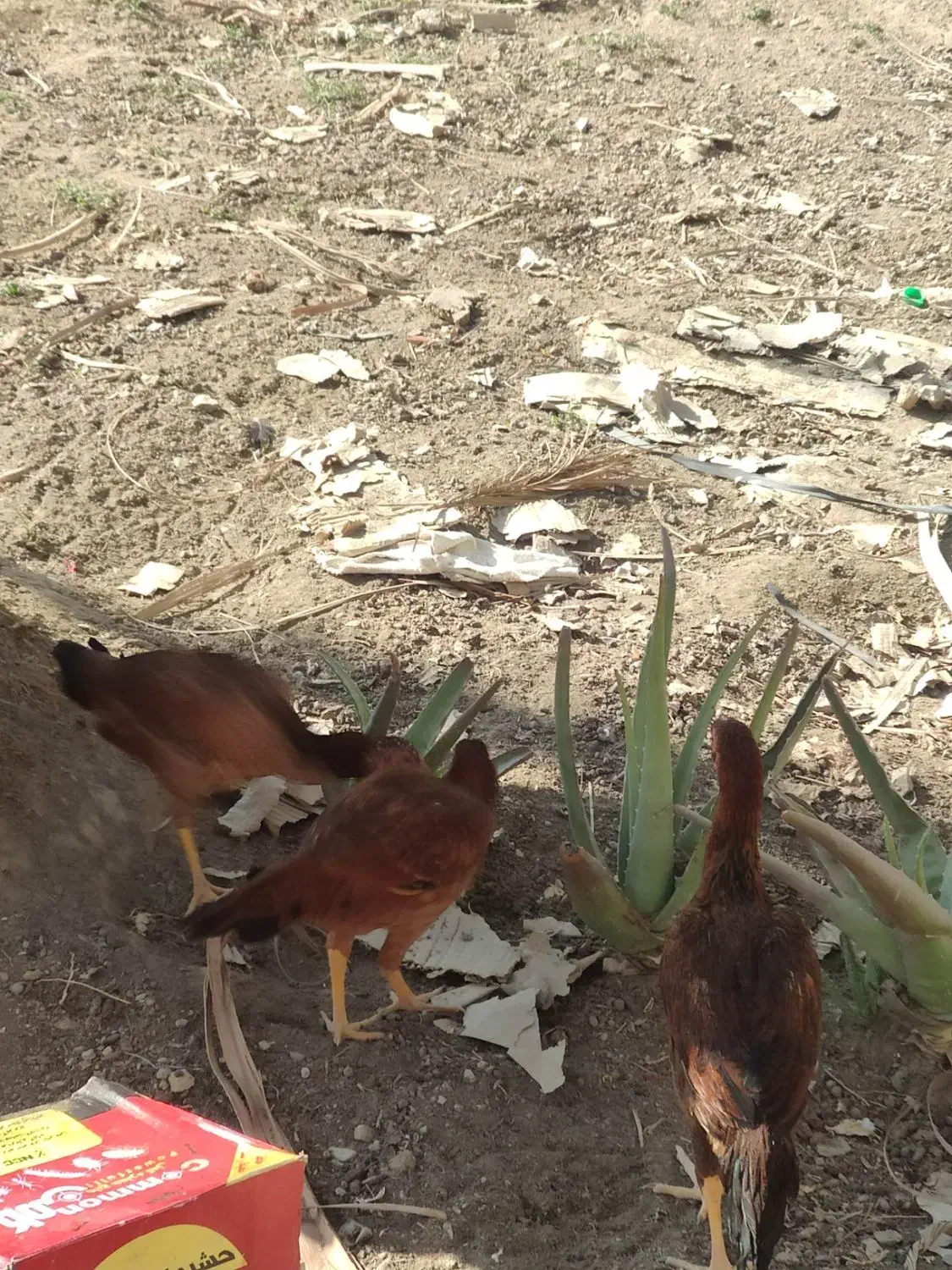 مرغ و خروس نسل دار|حیوانات مزرعه|سراوان, |دیوار