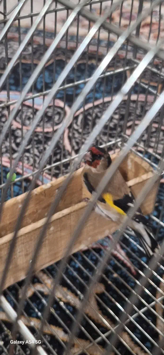 سهر زاغ|پرنده|اصفهان, سعادت‌آباد|دیوار