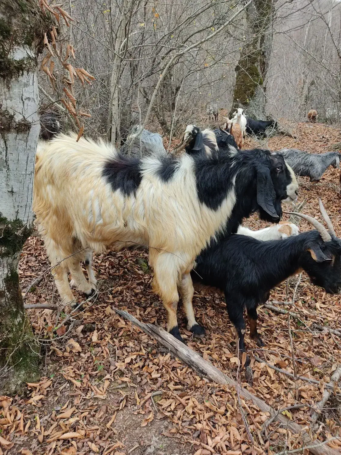 بز...|حیوانات مزرعه|مینودشت, |دیوار