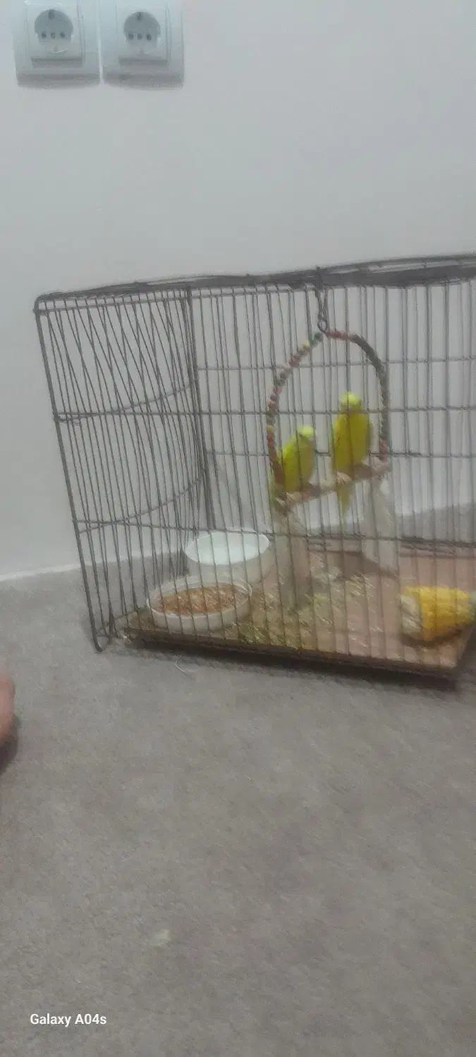 مرغ عشق|پرنده|مسجد سلیمان, |دیوار