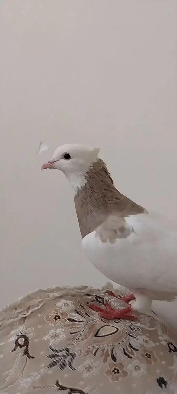 کبوتر گمشده|حیوانات|پلدختر, |دیوار