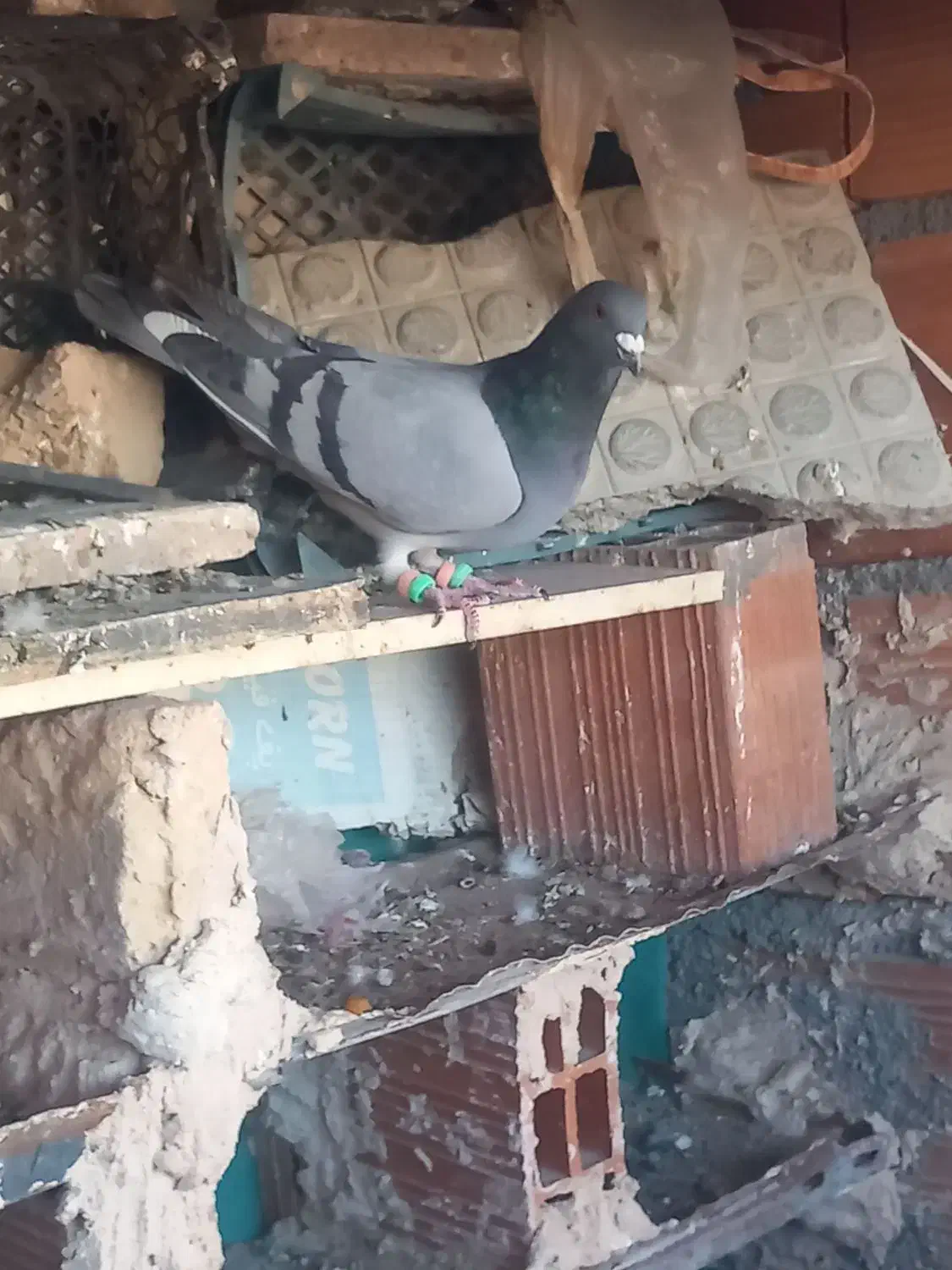 کفتر کبوتر|پرنده|شیروان (خراسان), |دیوار