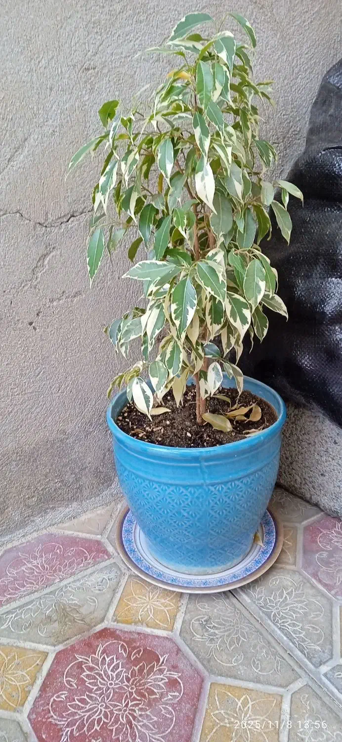 درختی|گل و گیاه طبیعی|سقز, |دیوار