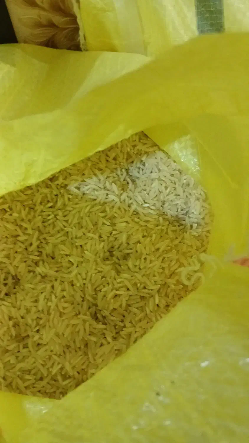 برنج فجر نو|خوردنی و آشامیدنی|شیراز, شهرک گلستان شمالی|دیوار