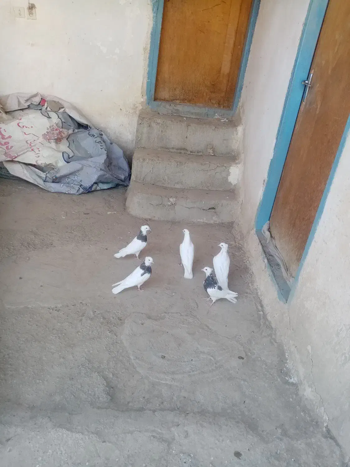 کبوتر جوانه|پرنده|بیستون, |دیوار