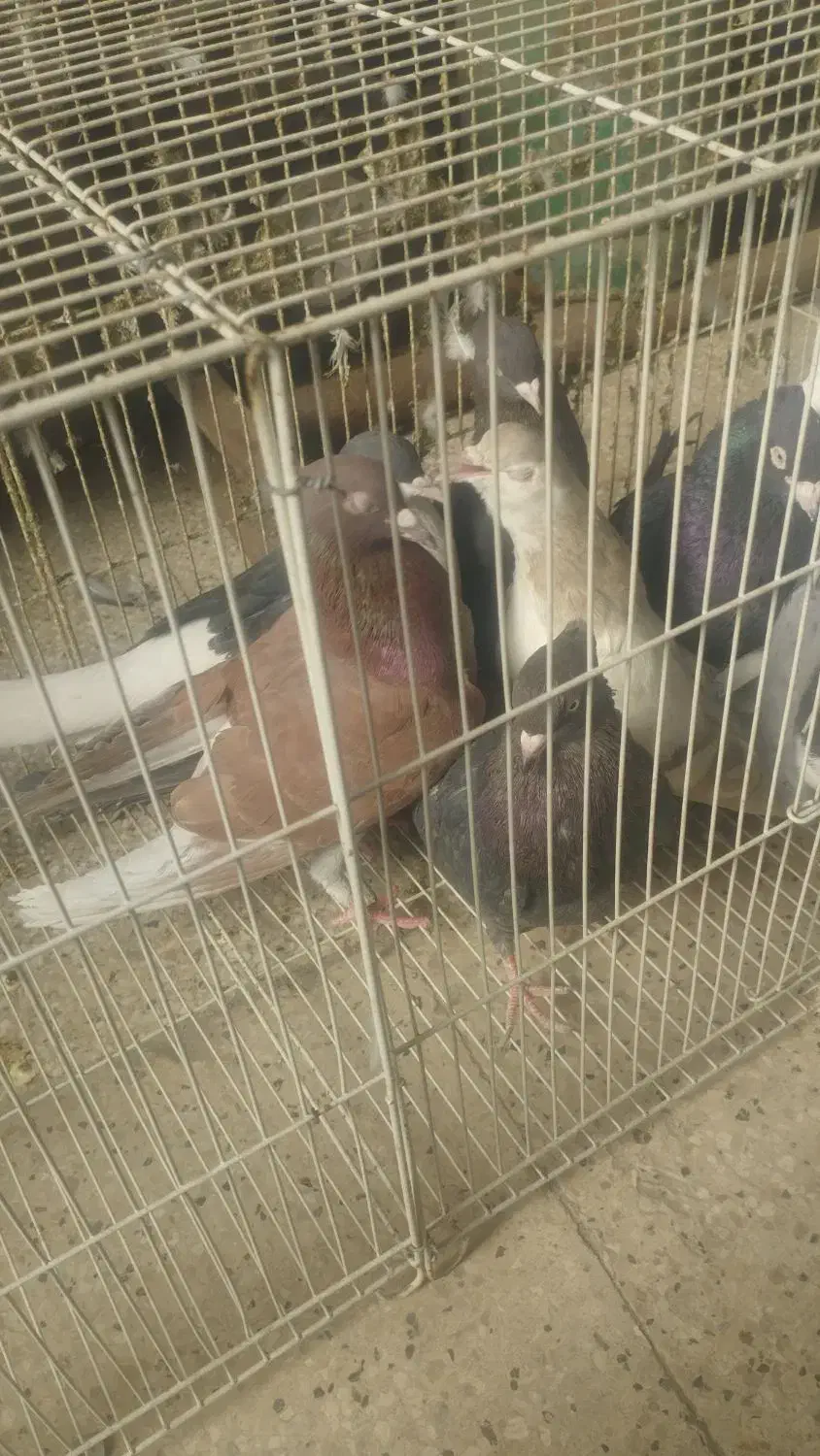 کفتر پرشی|پرنده|مشهد, باغون آباد|دیوار